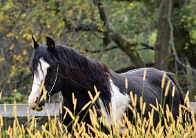 Arabian (Arabian, Stallion) in Apple River, IL