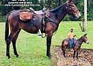 Mule - Horse for Sale in Tompkinsville, KY 42167