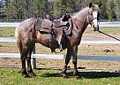 Spike - Gelding in Bemidji, MN Spike - Gelding in Bemidji, MN
