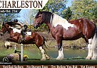 Draft - Horse for Sale in , MI 48855