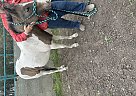 Quarter Pony - Horse for Sale in Dawson Creek, BC V1G4E7 Quarter Pony - Horse for Sale in Dawson Creek, BC V1G4E7