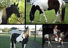 TWH/SSH Gelding Tennessee Walking Gelding
