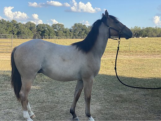 1 Year old Gelding