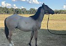 Quarter Horse - Horse for Sale in Lampasas, TX 76550