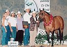 16 Hand Dun Ibha Superior Halter Quarter Horse Stallion