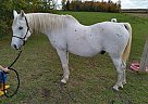 Edge - Gelding in Dallas, WI Edge - Gelding in Dallas, WI
