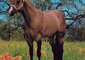 Quarter Horse (Quarter Horse, Stallion) in Rio, WI