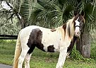 Gypsy Vanner - Horse for Sale in , FL 34482