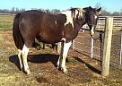 Gaited Trail Horse Other Mare