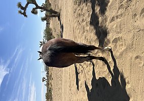Paint (Paint, Gelding) in Apple Valley, CA