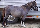 Pony - Horse for Sale in Luverne, AL 36049