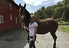 Screamer - Gelding in Pocono Summit, PA Screamer - Gelding in Pocono Summit, PA