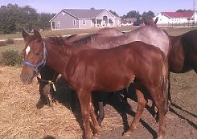 Quarter Horse (Quarter Horse, 10 yrs) in Essex, MO