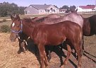 Quarter Horse - Horse for Sale in Essex, MO 63846