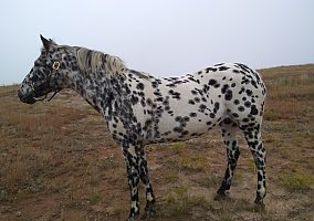 Flashy (Appaloosa, Mare) in Hot Springs, SD