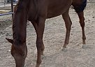 Appendix - Horse for Sale in Phoenix, AZ 85086