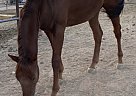 Appendix - Horse for Sale in Phoenix, AZ 85086 Appendix - Horse for Sale in Phoenix, AZ 85086