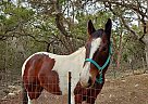 Paint - Horse for Sale in New Braunfels, TX 78132