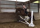 Selle Francais - Horse for Sale in Lancaster, PA 17516 Selle Francais - Horse for Sale in Lancaster, PA 17516