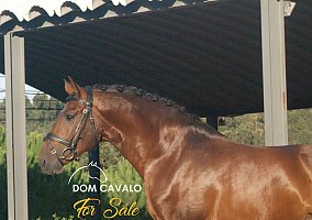 Lusitano (Lusitano, Stallion)