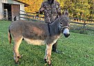 Donkey - Horse for Sale in East Aurora, NY 14052