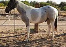Paint Gelding for Sale in Marana, Arizona Paint Gelding for Sale in Marana, Arizona