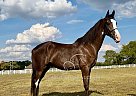 Tennessee Walking - Horse for Sale in , TN 37091