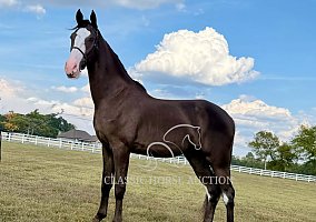 Tennessee Walking (Tennessee Walking, Gelding) in TN
