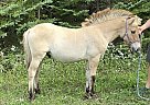 Fjord - Horse for Sale in Markdale, ON N0C 1H0