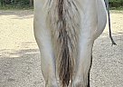 Fjord - Horse for Sale in Markdale, ON N0C 1H0