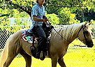 SUNNY - Gelding in Pearland, TX SUNNY - Gelding in Pearland, TX