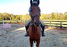 Winston - Gelding in Advance, NC Winston - Gelding in Advance, NC