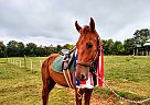 Winston - Gelding in Advance, NC Winston - Gelding in Advance, NC