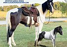 Spotted Saddle - Horse for Sale in PARKHILLS, MO 63601 Spotted Saddle - Horse for Sale in PARKHILLS, MO 63601