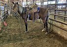 Step up Pony Jammie
