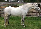 Pickles - Gelding in Ottawa, ON Pickles - Gelding in Ottawa, ON