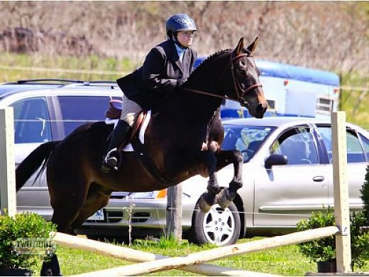 Sweet, Quiet Gelding for Part Board