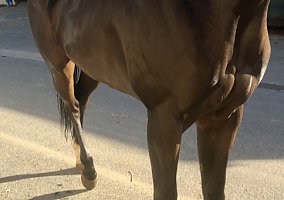 Thoroughbred