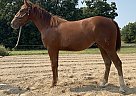 Quarter Horse - Horse for Sale in Chamois, MO 65024