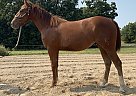 Quarter Horse - Horse for Sale in Chamois, MO 65024 Quarter Horse - Horse for Sale in Chamois, MO 65024