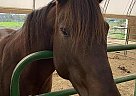 17-YO Quarter Horse Gelding Ace