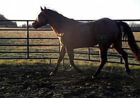 Quarter Horse (Quarter Horse, Stallion) in Holden, MO