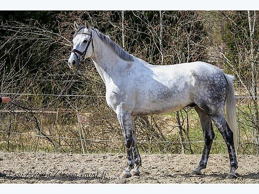 Bomb Safe Gelding for Sale