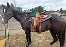 Quarter Horse - Horse for Sale in Jefferson, OR 97352