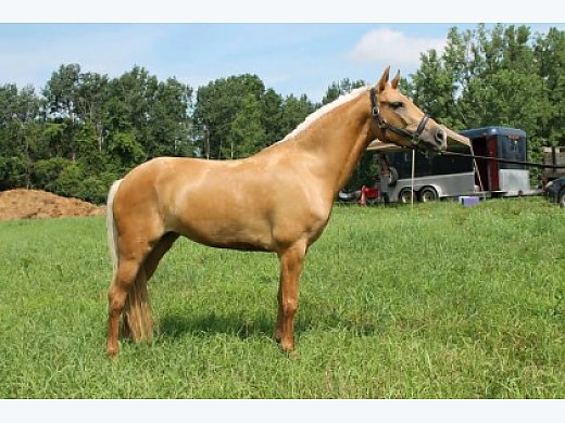 Flashy and Talented Pony Jumper Prospect