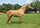 Pony - Horse for Sale in Niskayuna, NY 12309