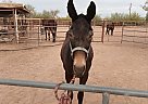 Segundo - Gelding in Apache Junction, AZ Segundo - Gelding in Apache Junction, AZ