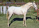 Buckskiin Pearl - Stallion in Cleburne, TX