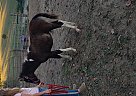 Pony - Horse for Sale in Bloomfield, IN 47424 Pony - Horse for Sale in Bloomfield, IN 47424