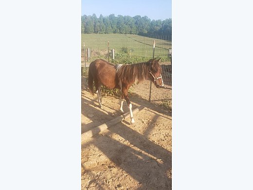 Paint Pony Filly